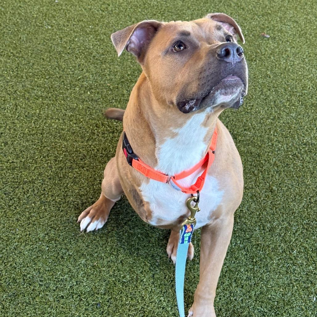 Enlarge Frank, a Adoptable Mixed Breed in West Palm Beach, FL image 5/6