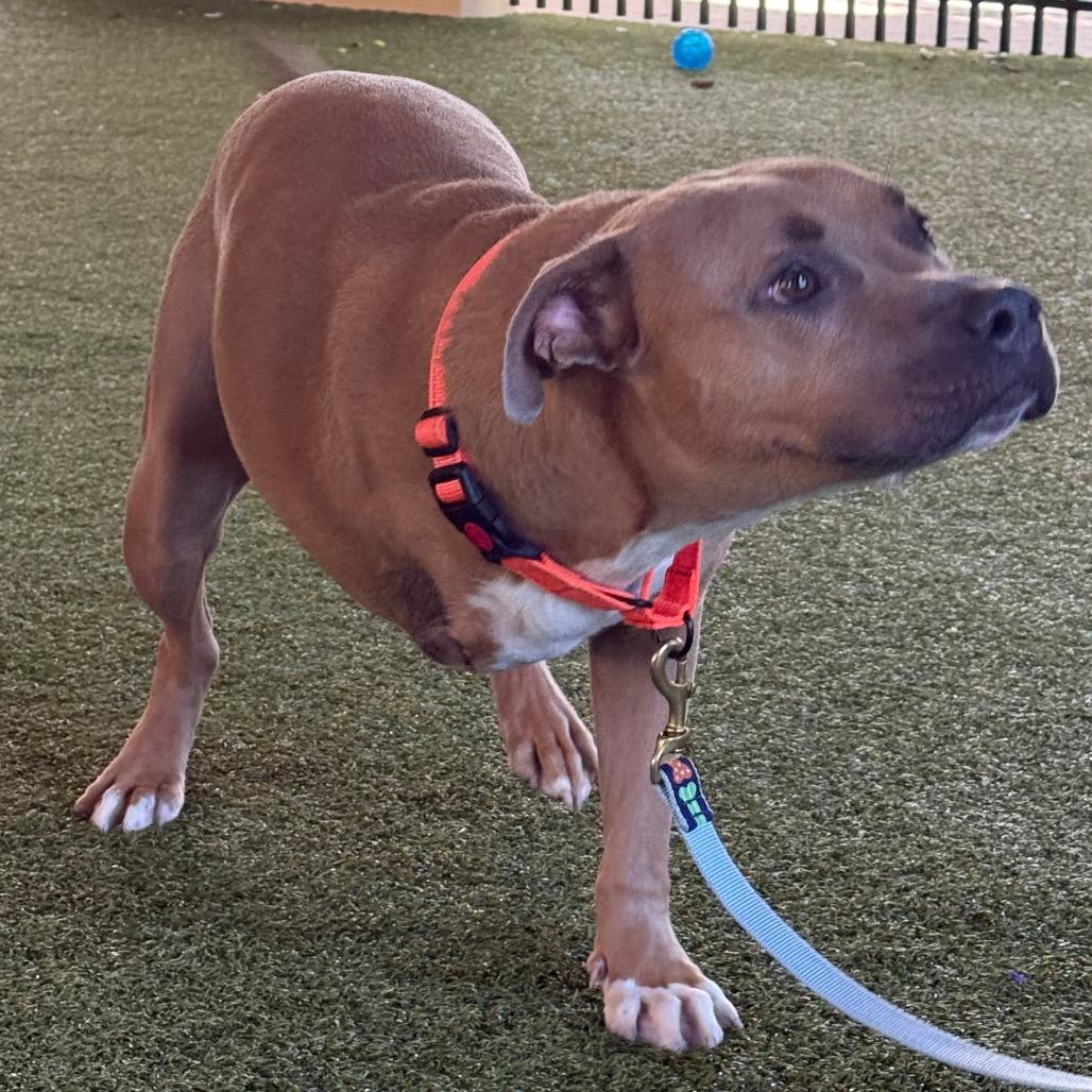 Enlarge Frank, a Adoptable Mixed Breed in West Palm Beach, FL image 6/6