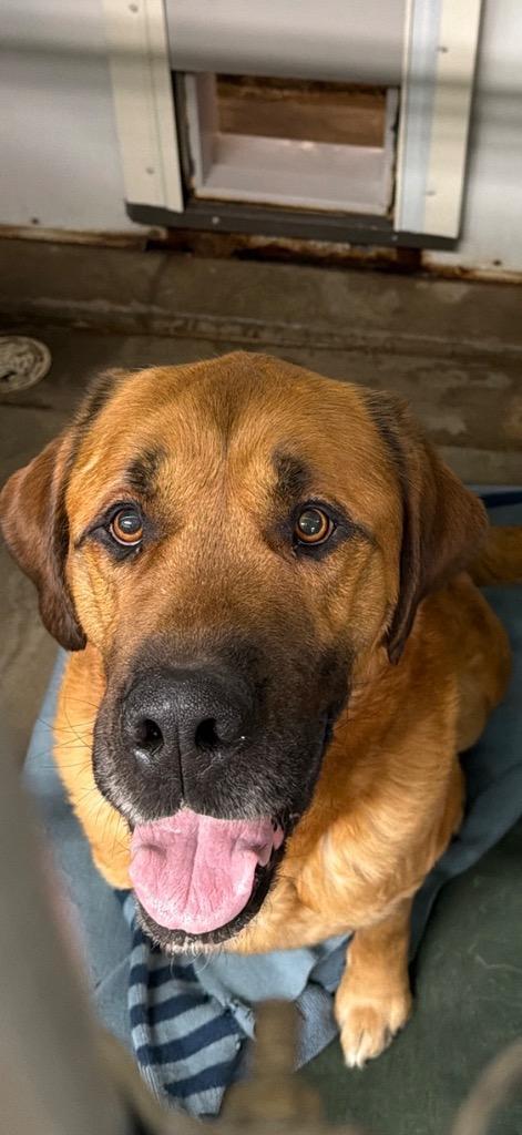 Butch, Adoptable, Adult Male Mastiff & Mixed Breed.