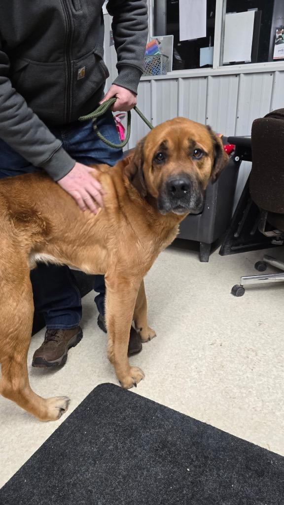 Enlarge Butch, a Adoptable mixed breed in Virginia, MN image 2/2