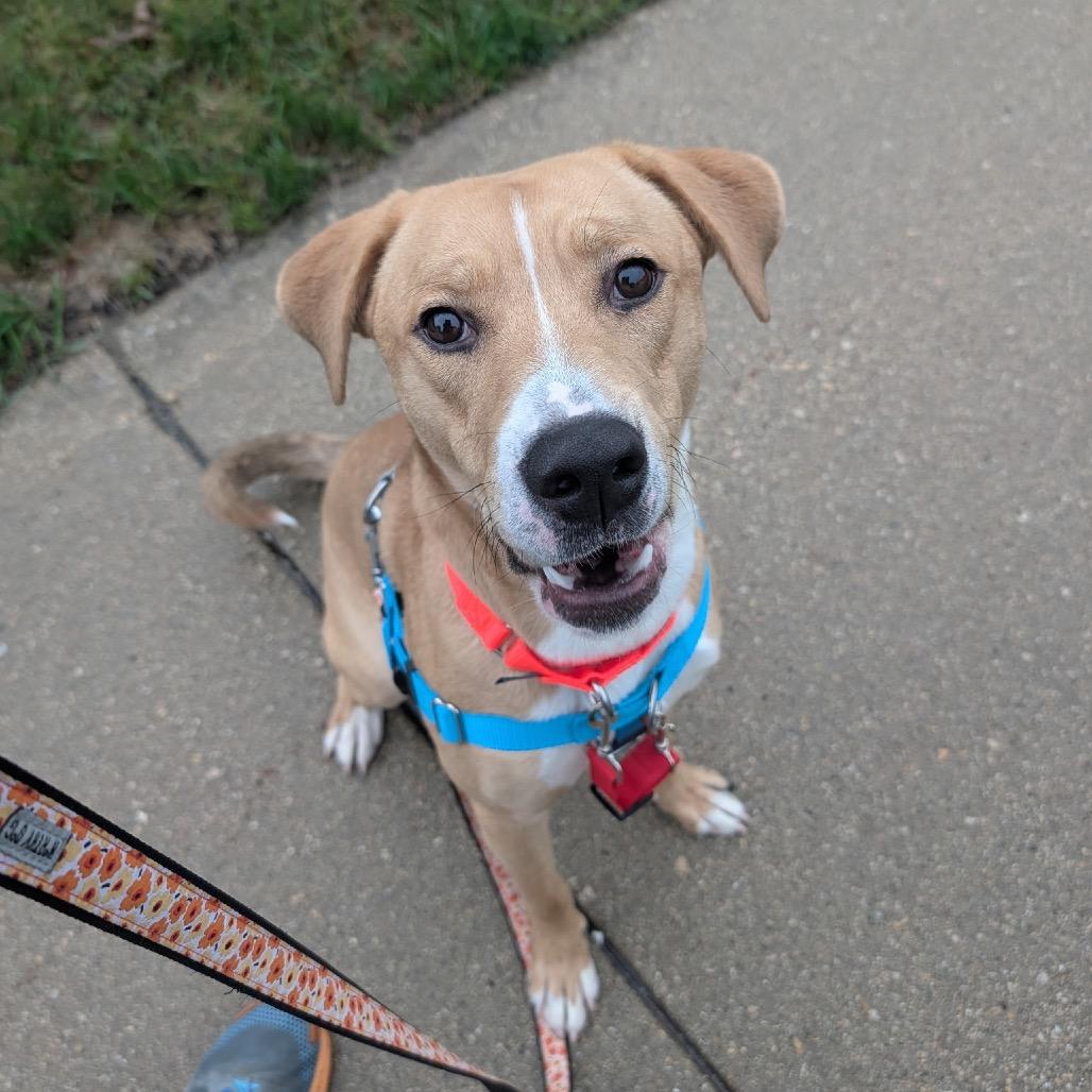 Enlarge Asiago, a Adoptable Mixed Breed in Naperville, IL image 1/4