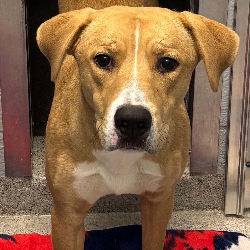 Enlarge Asiago, a Adoptable Mixed Breed in Naperville, IL image 2/4