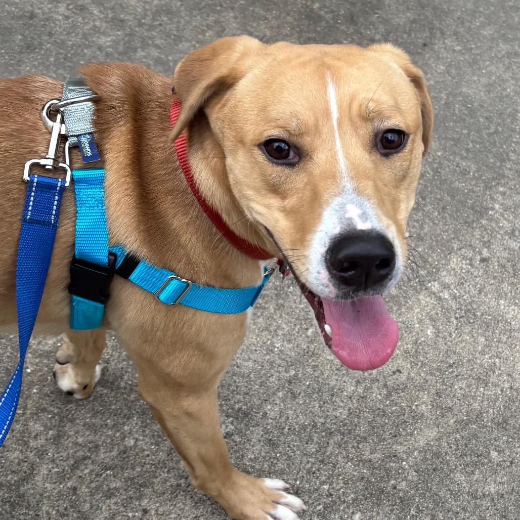 Enlarge Asiago, a Adoptable Mixed Breed in Naperville, IL image 3/4