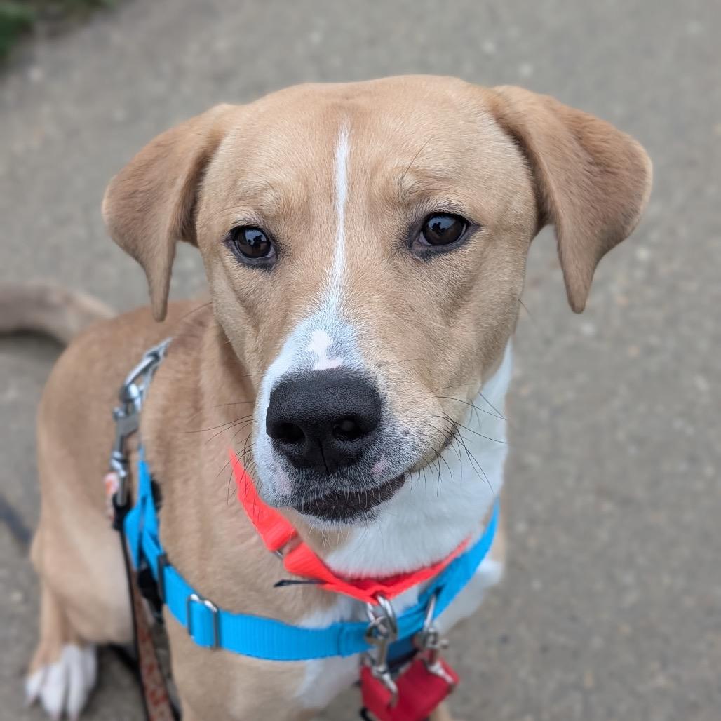Enlarge Asiago, a Adoptable Mixed Breed in Naperville, IL image 4/4