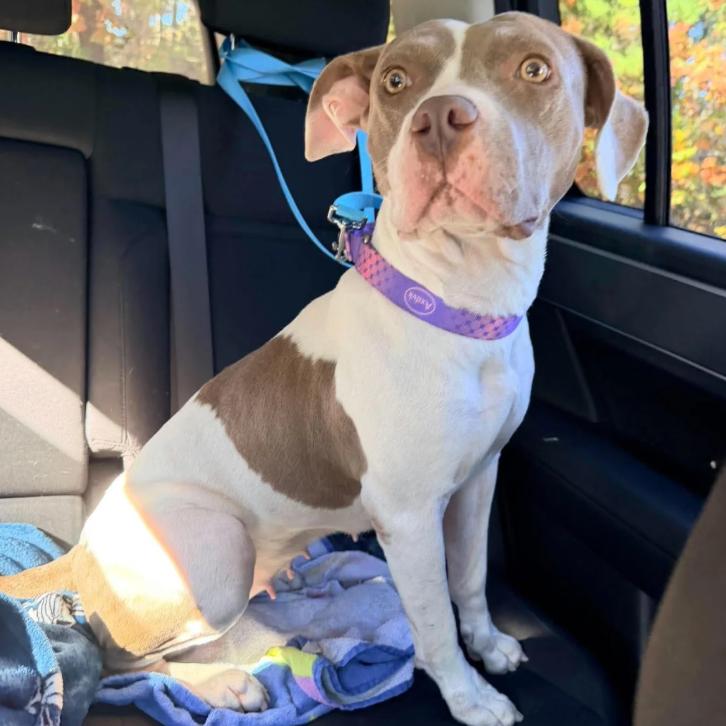 Shakira, Adoptable, Adult Female Mixed Breed.