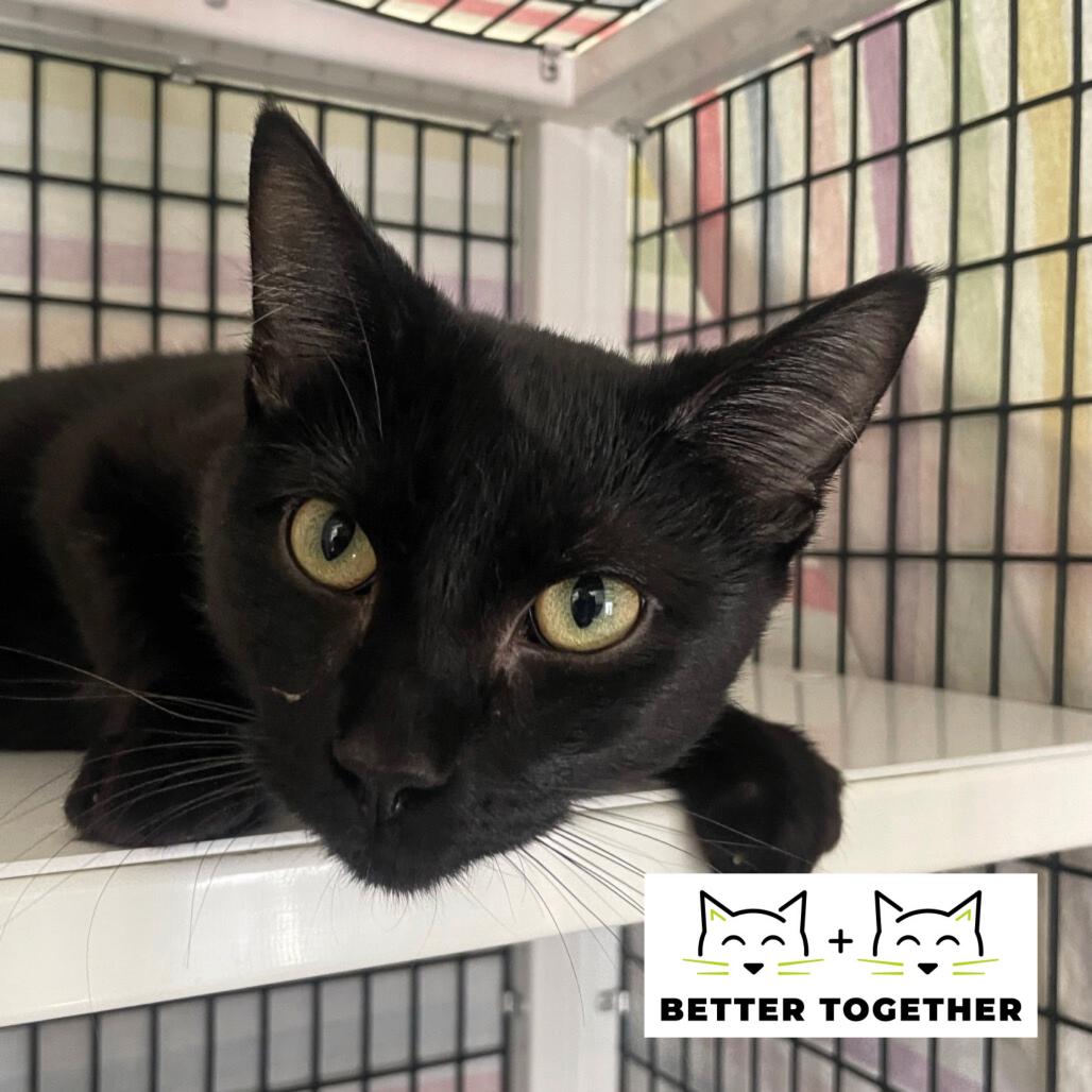 Enlarge Iroh, a Adoptable Domestic Short Hair in Chicago, IL image 1/1