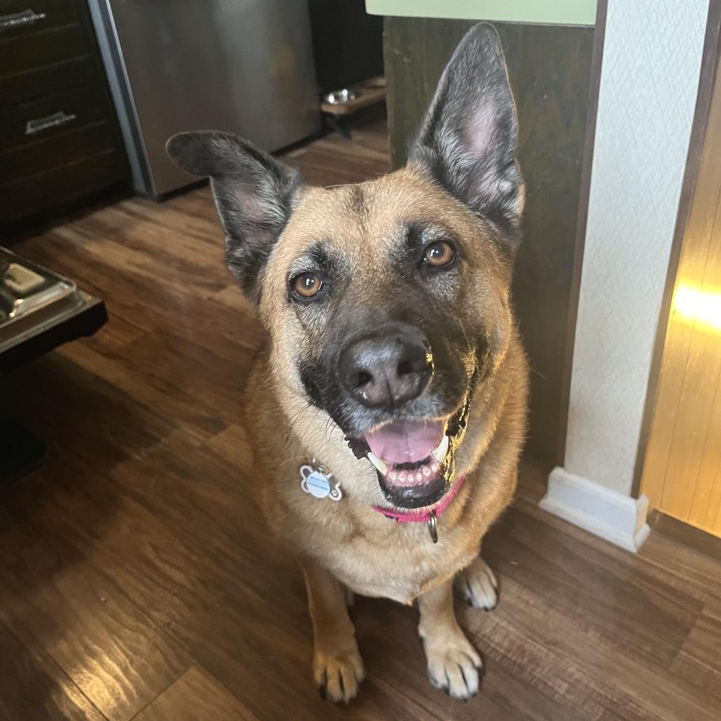 Gracie-Noelle, a Adoptable mixed breed in Wheeling, IL image 1/5