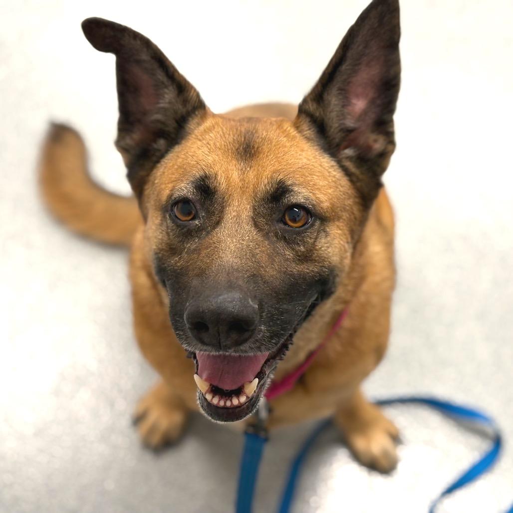 Gracie-Noelle, a Adoptable mixed breed in Wheeling, IL image 2/5