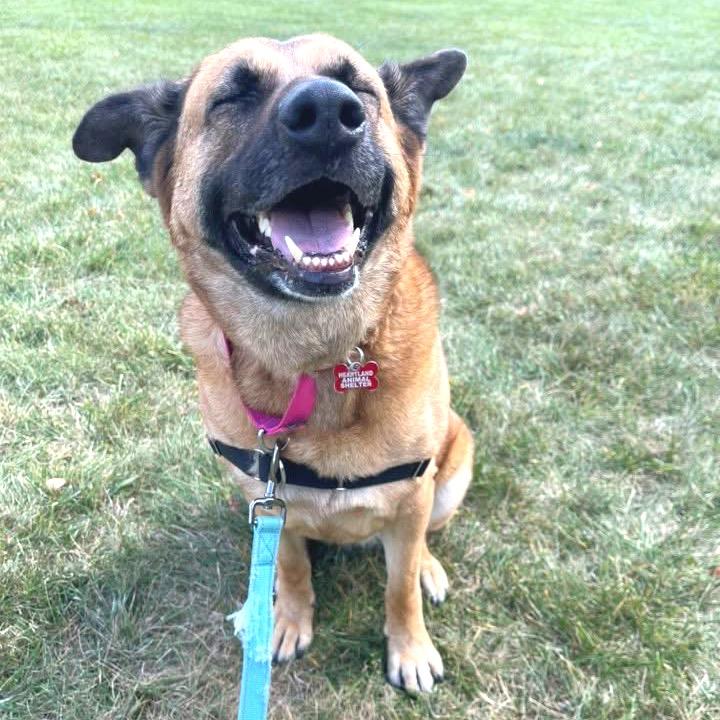 Gracie-Noelle, a Adoptable mixed breed in Wheeling, IL image 3/5
