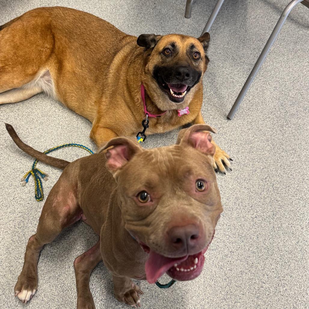 Gracie-Noelle, a Adoptable mixed breed in Wheeling, IL image 4/5