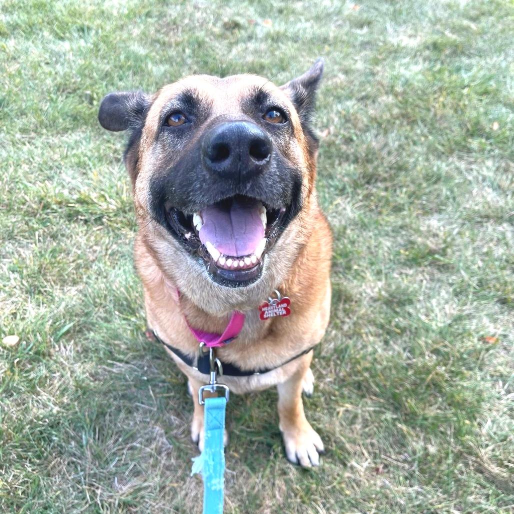 Gracie-Noelle, a Adoptable mixed breed in Wheeling, IL image 5/5