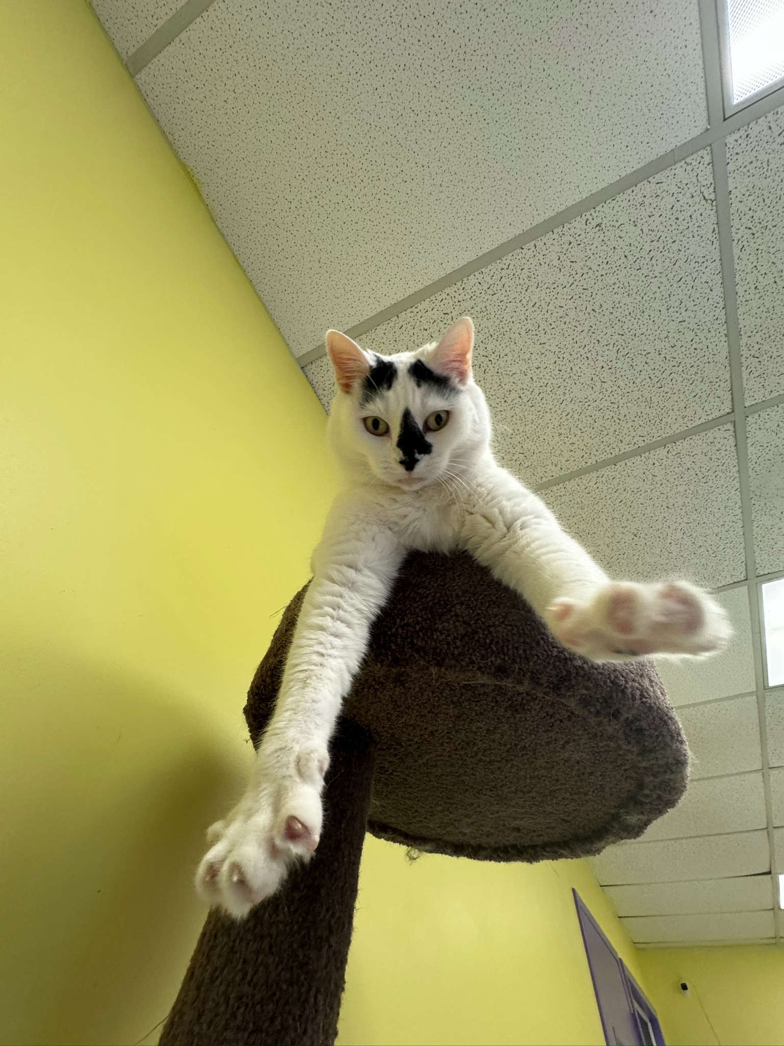 Betty Rubble, a Adoptable Domestic Short Hair image 4/6