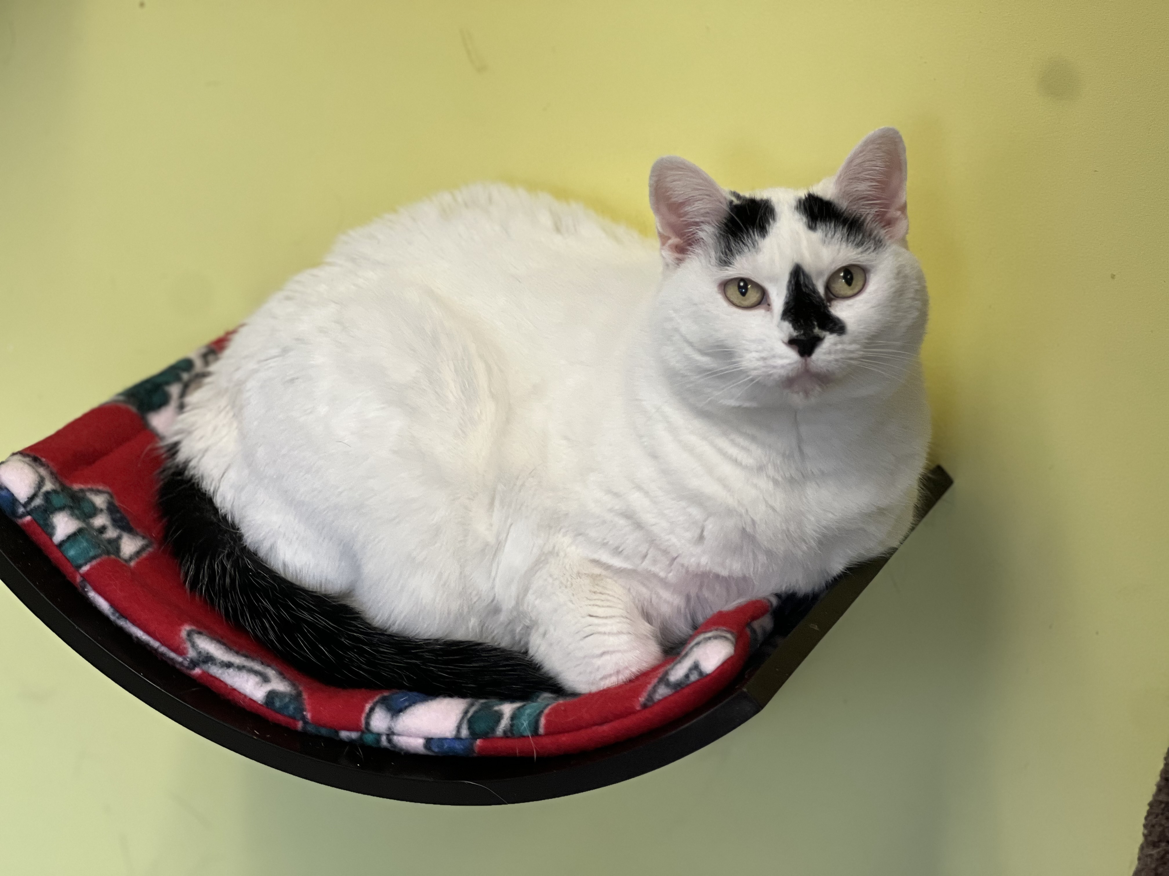 Betty Rubble, a Adoptable Domestic Short Hair image 5/6