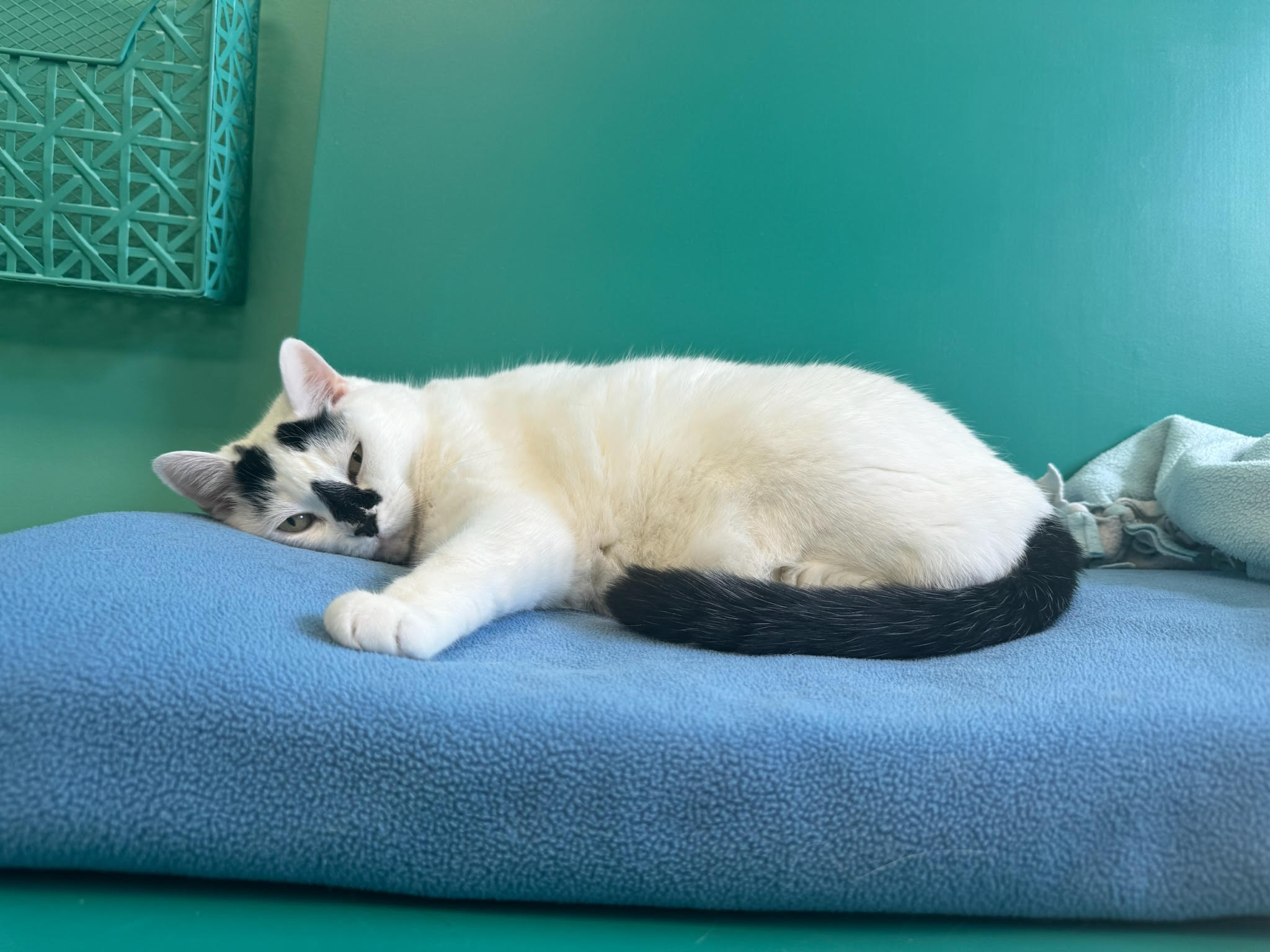 Betty Rubble, a Adoptable Domestic Short Hair image 3/6