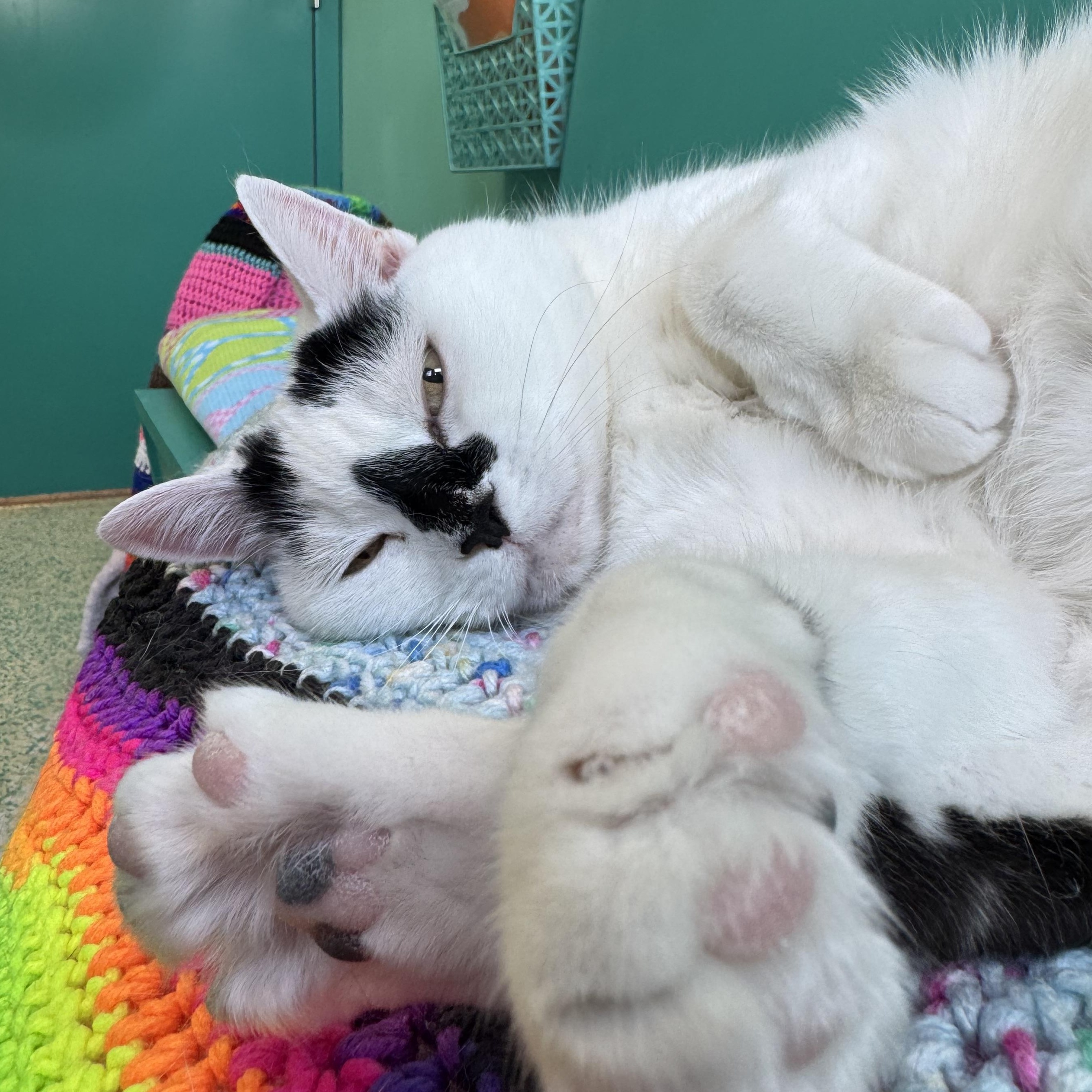 Betty Rubble, a Adoptable Domestic Short Hair image 2/6