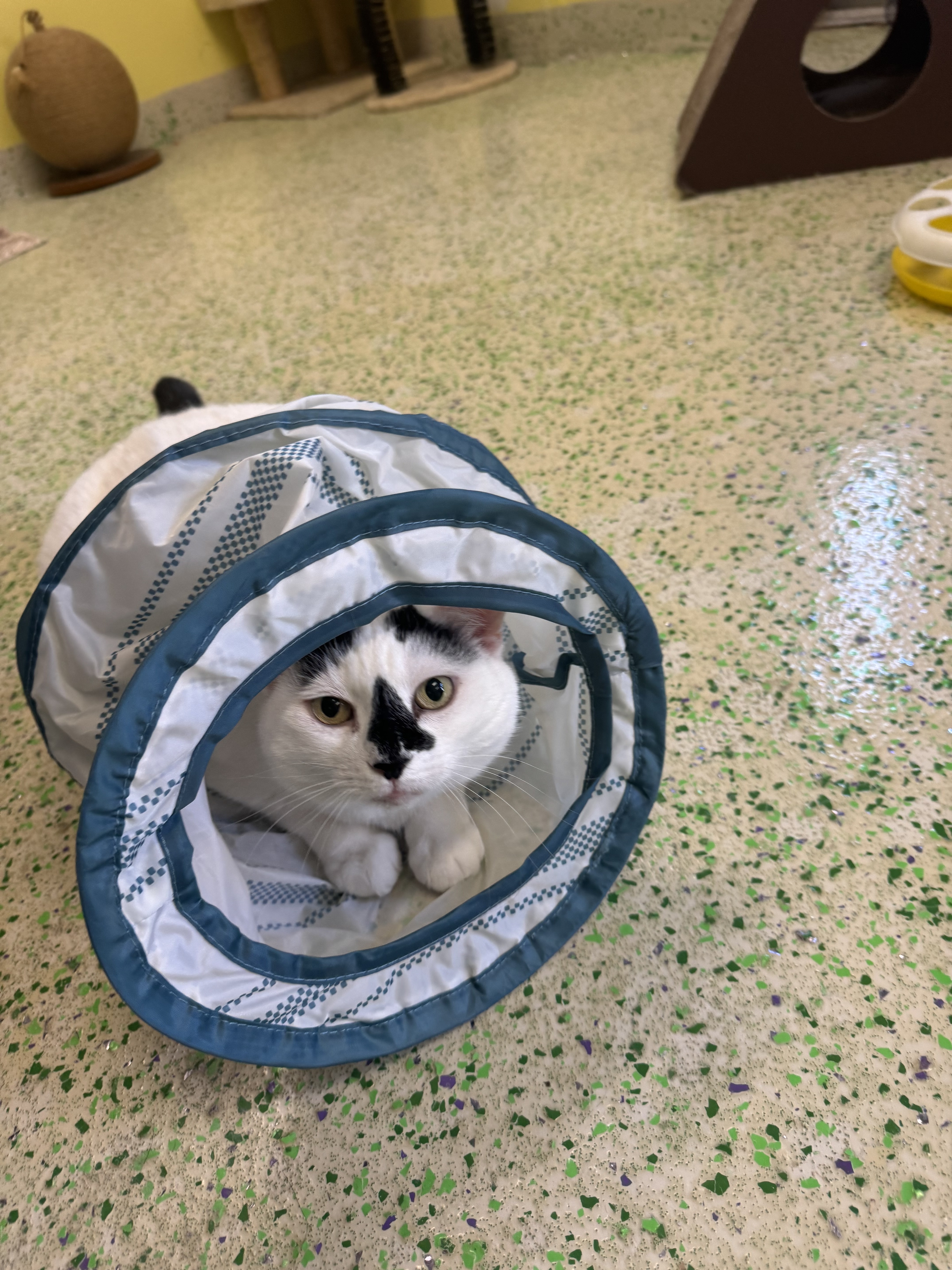 Betty Rubble, a Adoptable Domestic Short Hair image 6/6