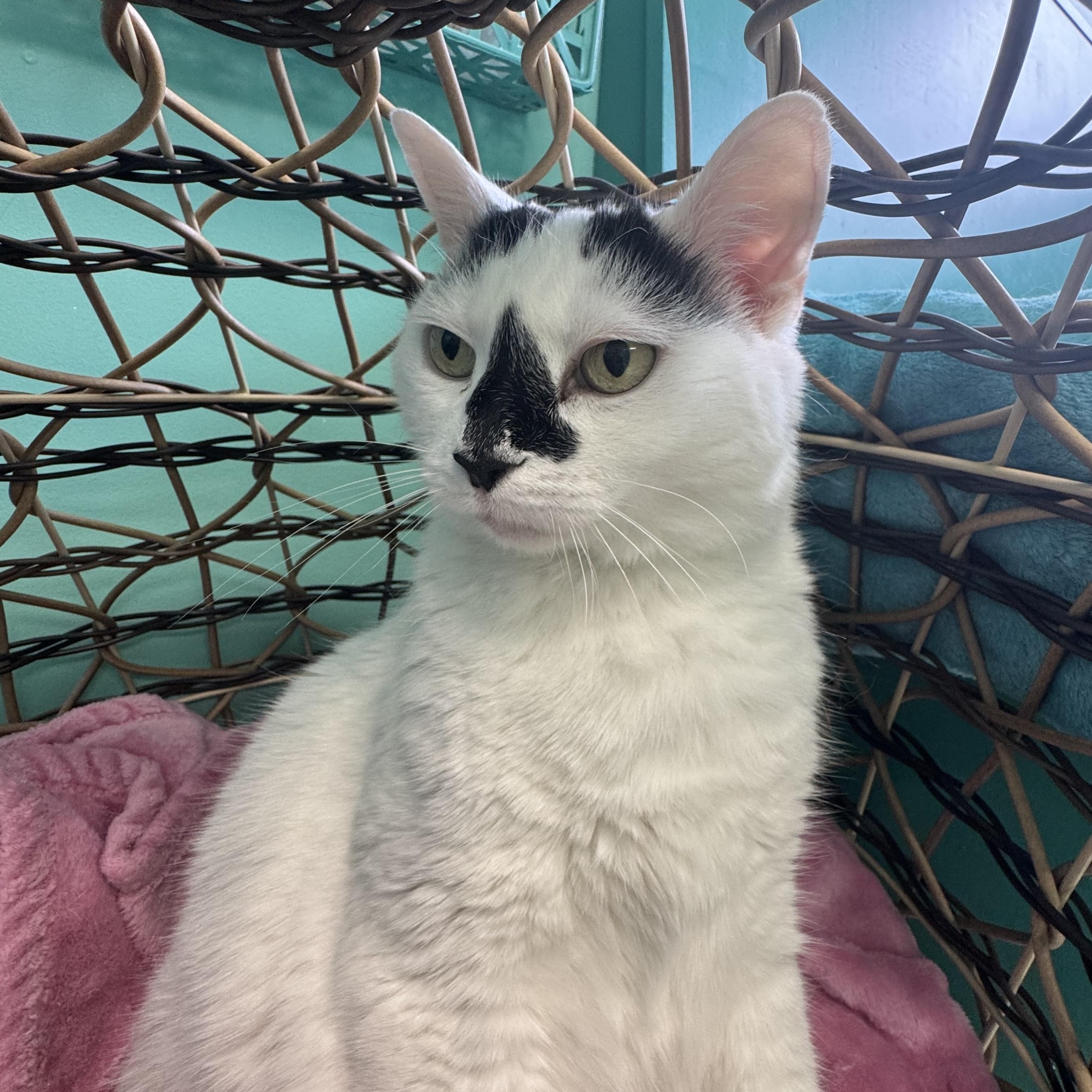 Betty Rubble, a Adoptable Domestic Short Hair image 1/6