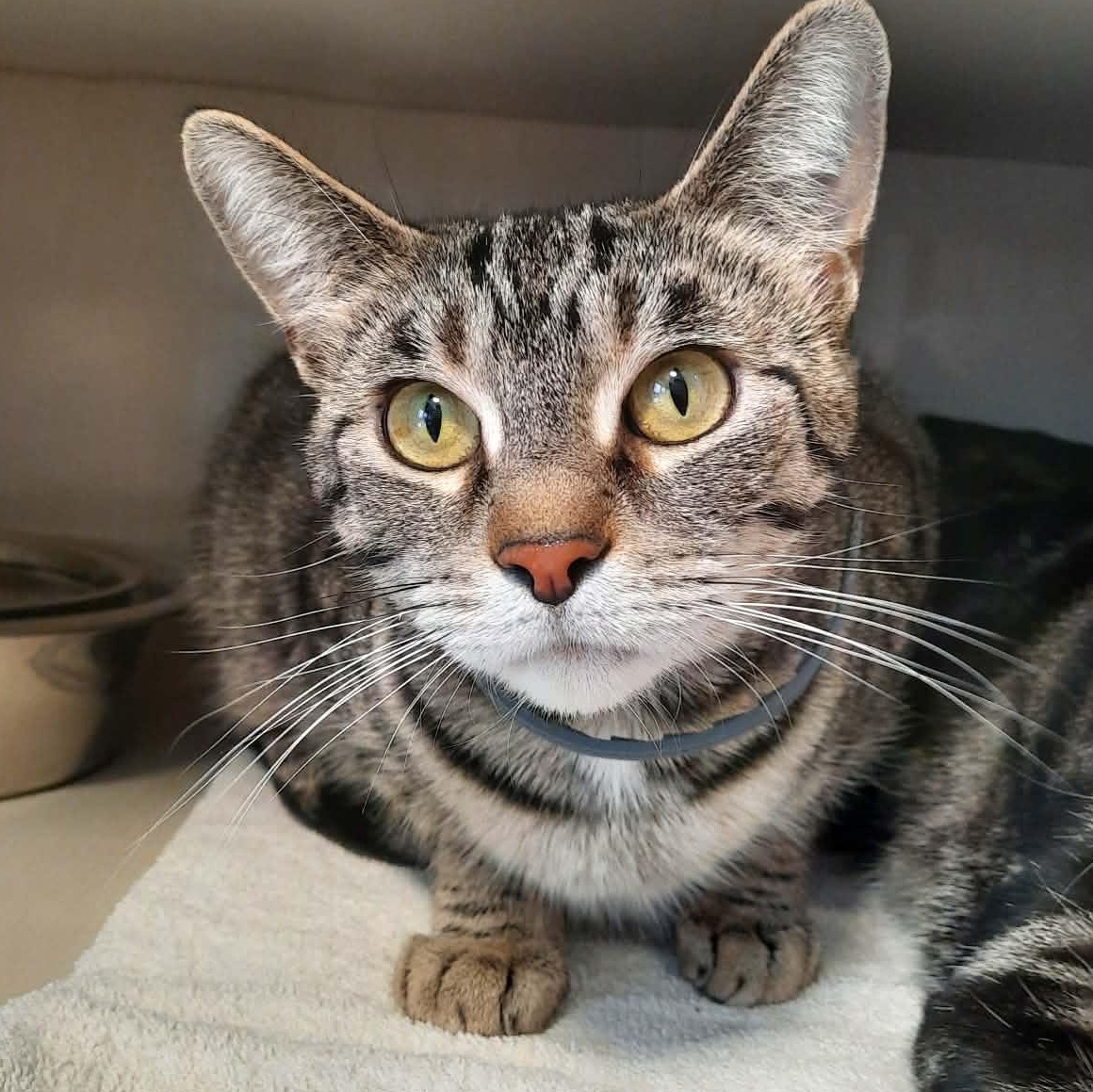 Skeeter, a ADOPTABLE Tabby in Shippenville, PA image 2/5