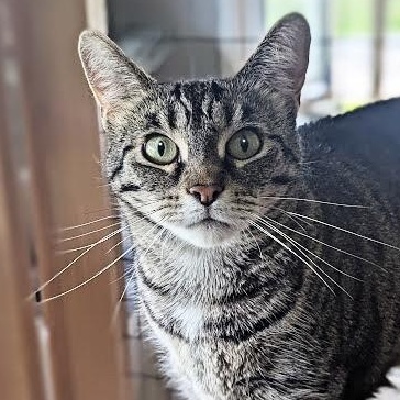Enlarge Skeeter, a ADOPTABLE Tabby in Shippenville, PA image 1/6