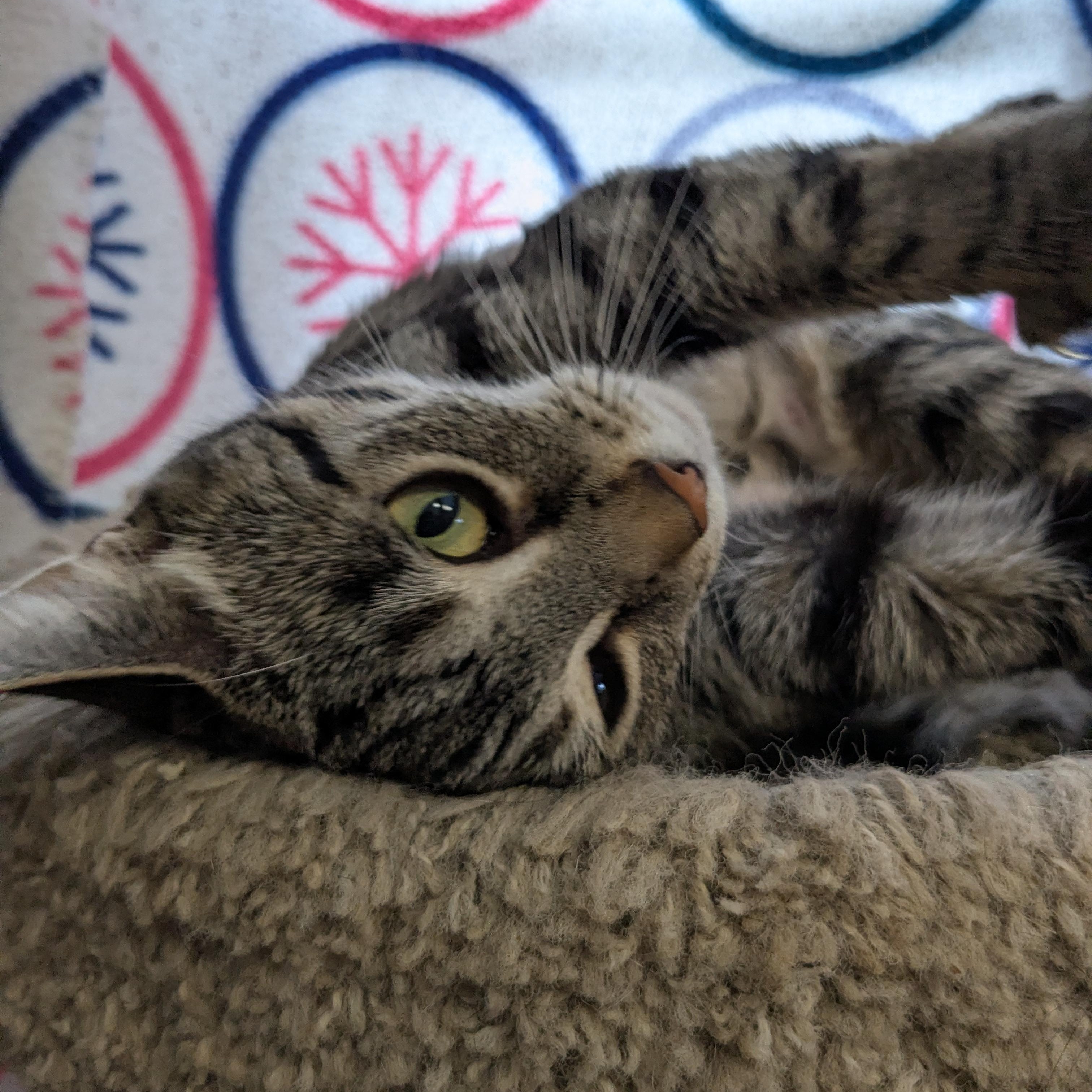 Skeeter, a ADOPTABLE Tabby in Shippenville, PA image 3/5