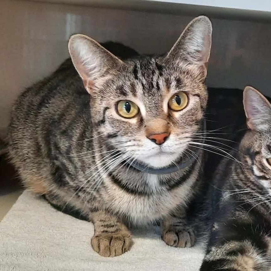 Skeeter, a ADOPTABLE Tabby in Shippenville, PA image 1/5