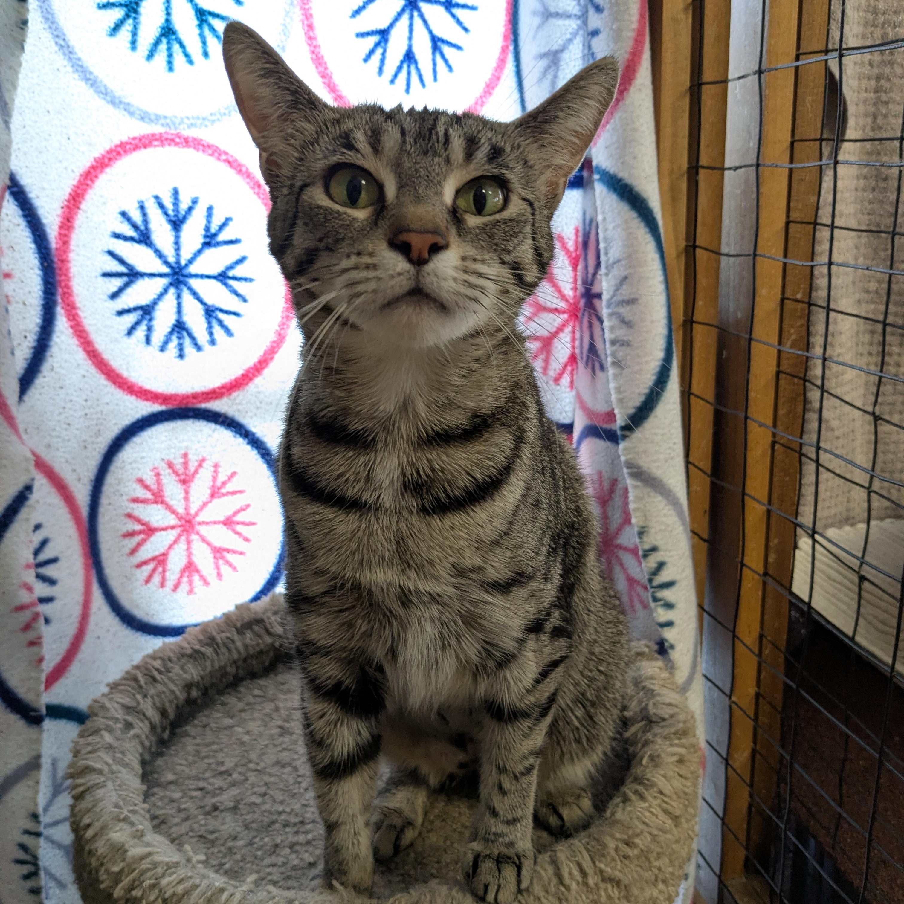 Skeeter, a ADOPTABLE Tabby in Shippenville, PA image 5/5