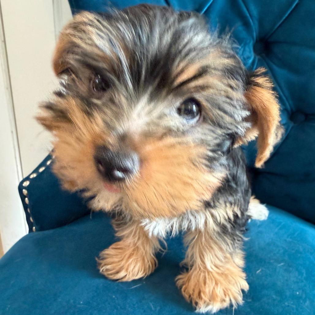 Sid, ADOPTABLE, Puppy Male Yorkshire Terrier.