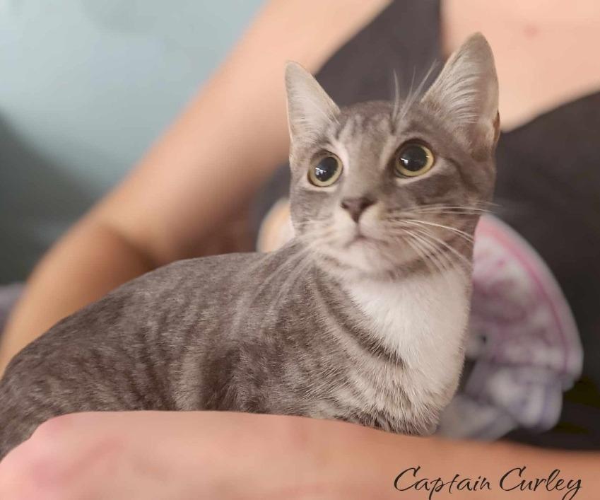Captain Curley, Adopted, Adult Female Domestic Short Hair.