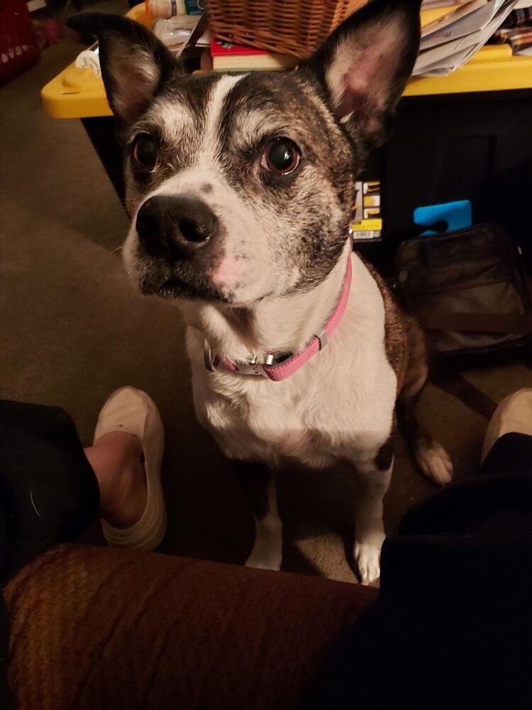 Rocky Wisdom-4645 Crossville, TN, Adoptable, Senior Male Boston Terrier & Beagle.