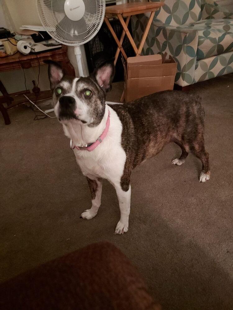 Enlarge Rocky Wisdom-4645 Crossville, TN, a Adoptable mixed breed in Maryville, TN image 2/6