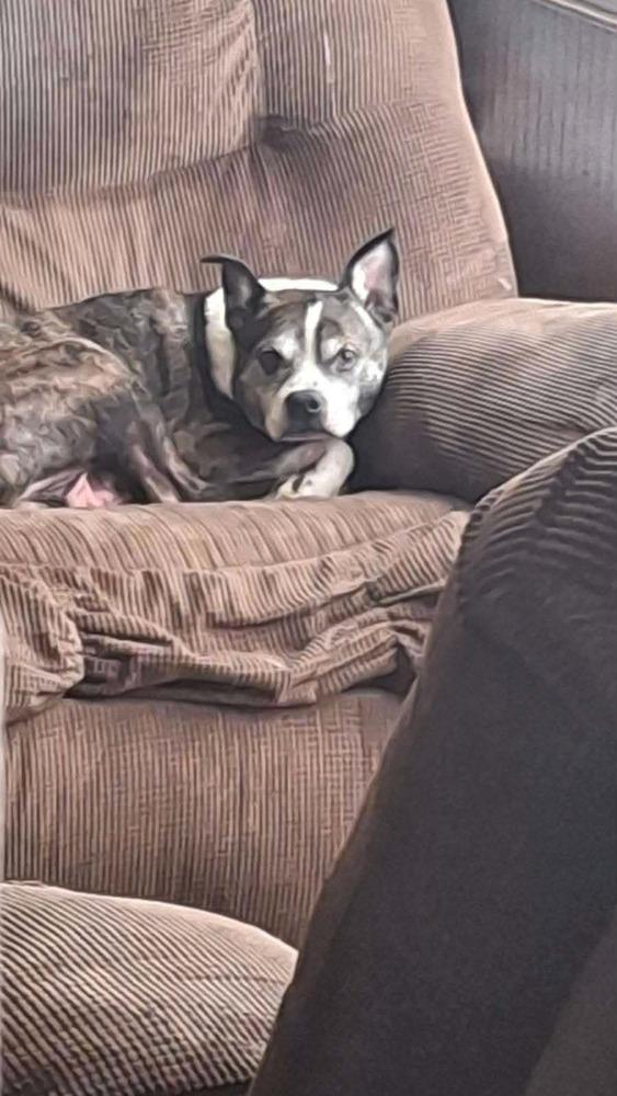 Enlarge Rocky Wisdom-4645 Crossville, TN, a Adoptable mixed breed in Maryville, TN image 4/6