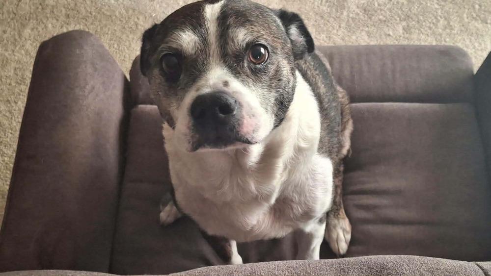 Enlarge Rocky Wisdom-4645 Crossville, TN, a Adoptable mixed breed in Maryville, TN image 5/6