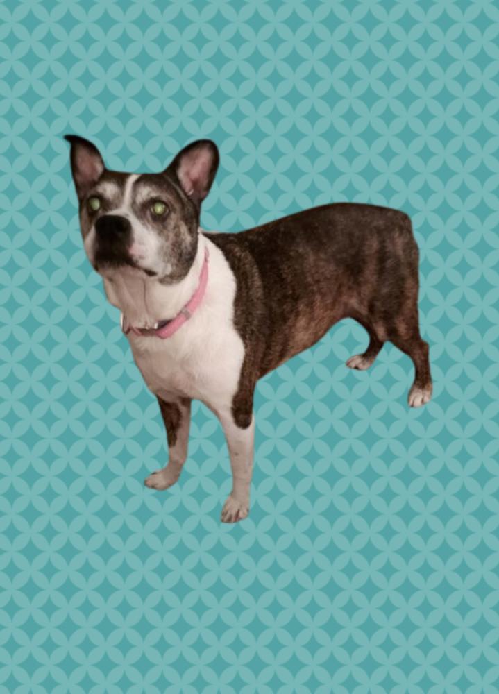 Enlarge Rocky Wisdom-4645 Crossville, TN, a Adoptable mixed breed in Maryville, TN image 5/6