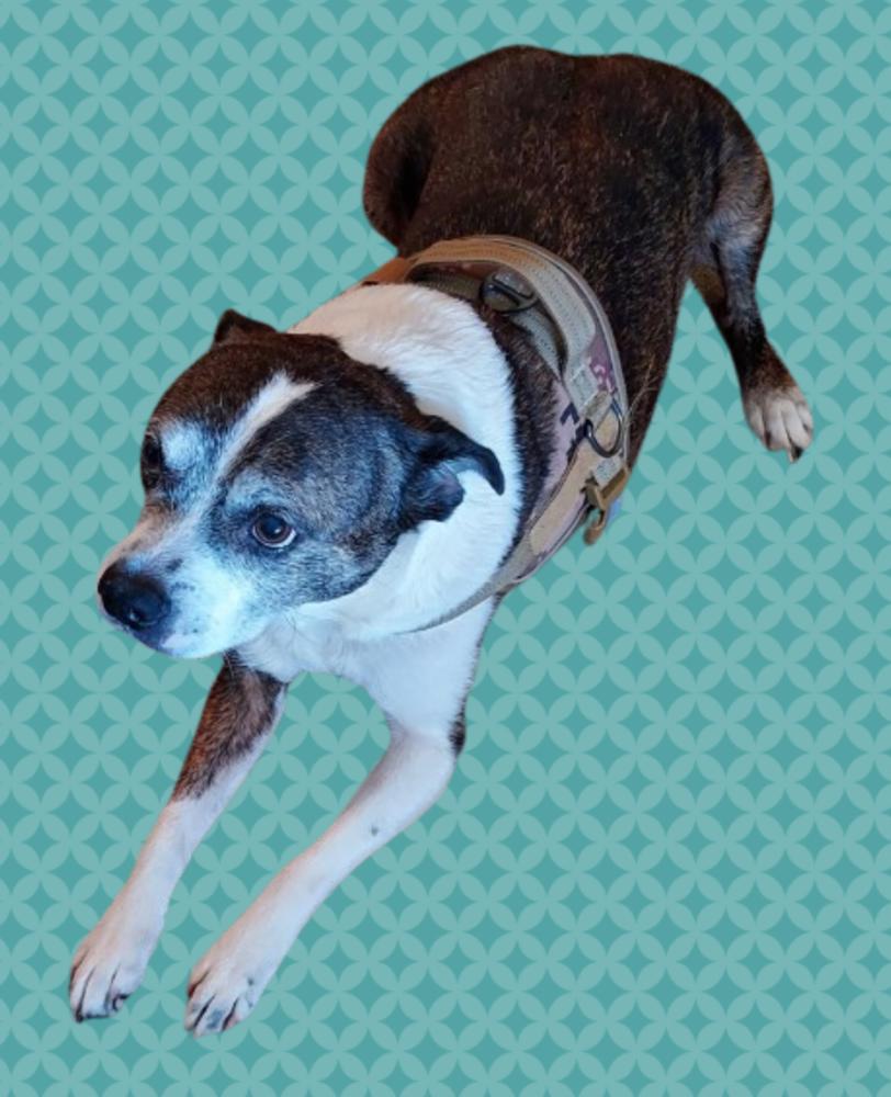 Enlarge Rocky Wisdom-4645 Crossville, TN, a Adoptable mixed breed in Maryville, TN image 6/6