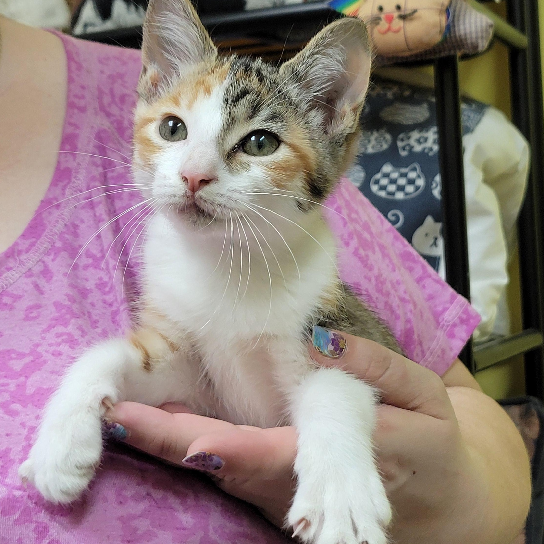 Felicia, adopted, Kitten Female Domestic Short Hair.