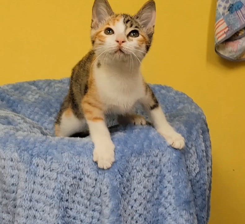 Enlarge Felicia, an adopted Domestic Short Hair in Memphis, TN video 2/2