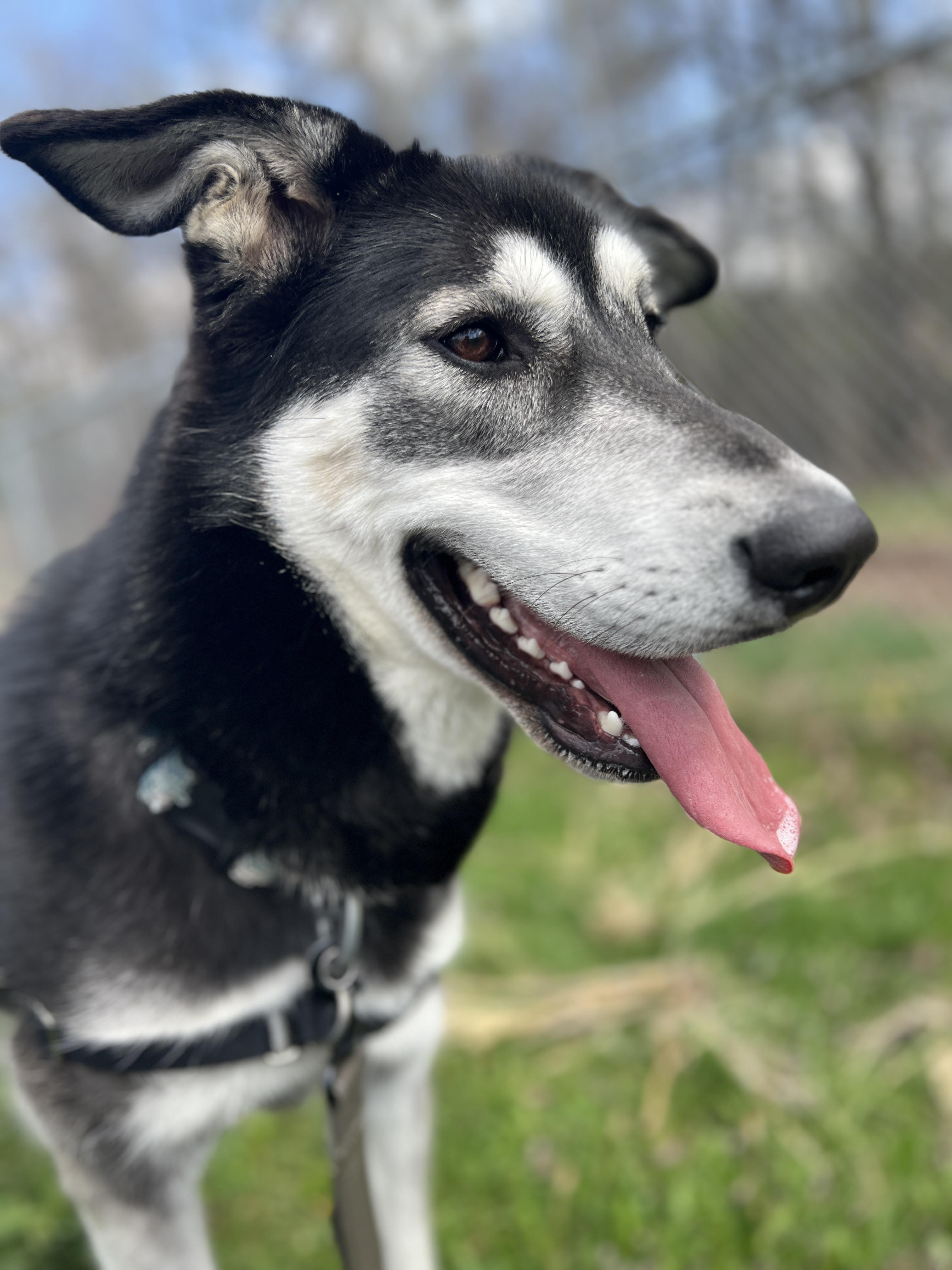 Ethel, a Adopted mixed breed in Guelph, ON image 3/3