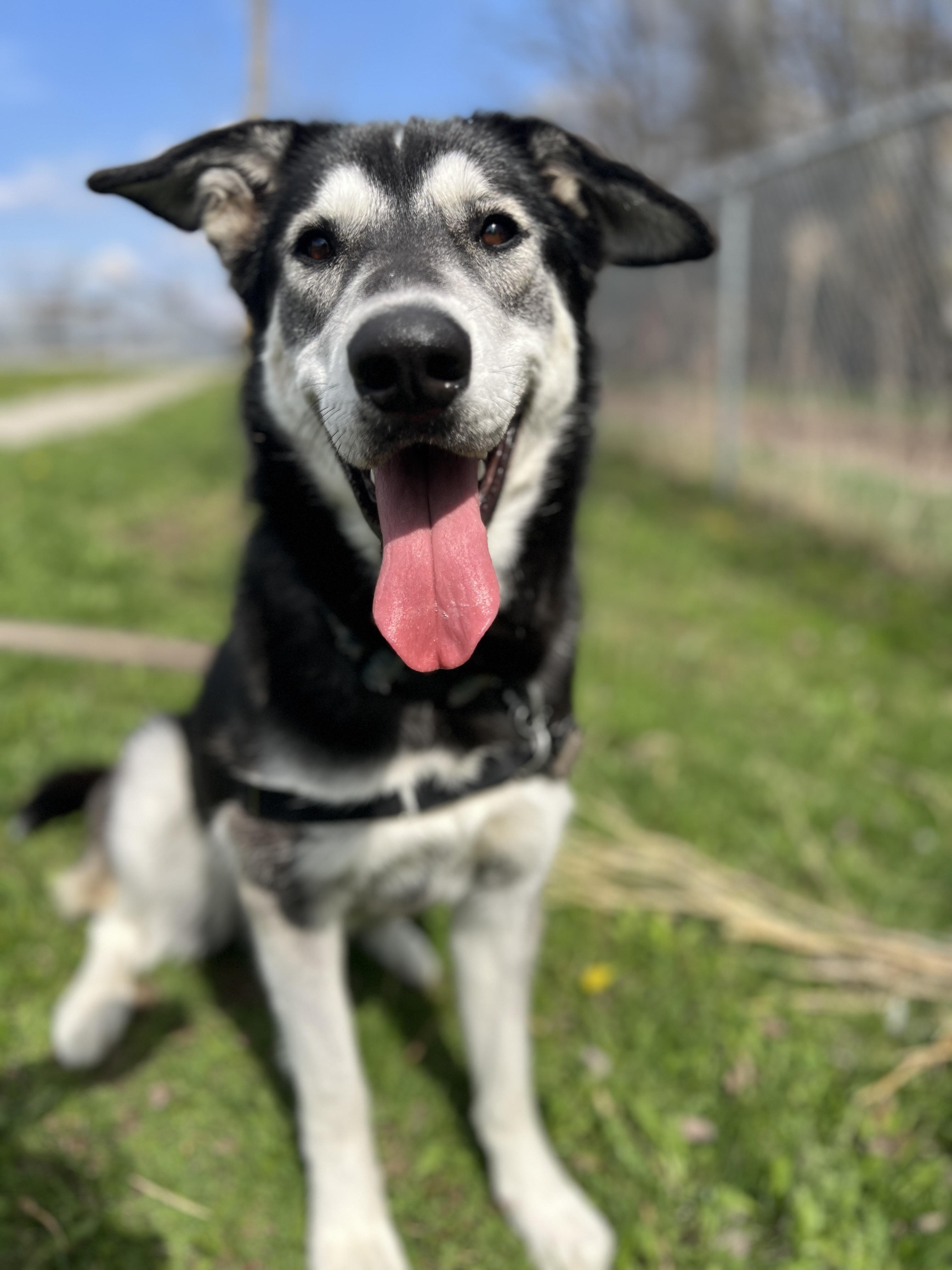 Ethel, a Adopted mixed breed in Guelph, ON image 1/3