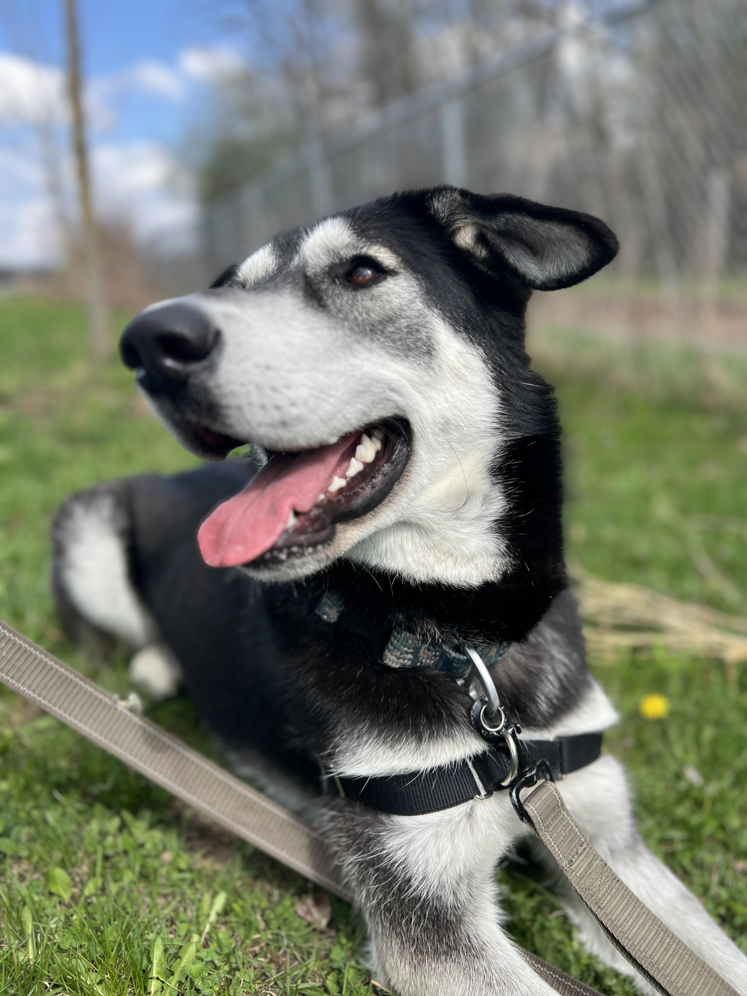 Ethel, a Adopted mixed breed in Guelph, ON image 2/3