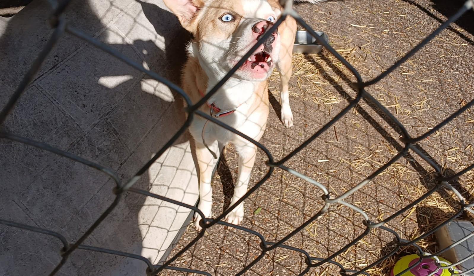 Enlarge Otto, a Adoptable mixed breed in Waynesboro, TN image 2/4