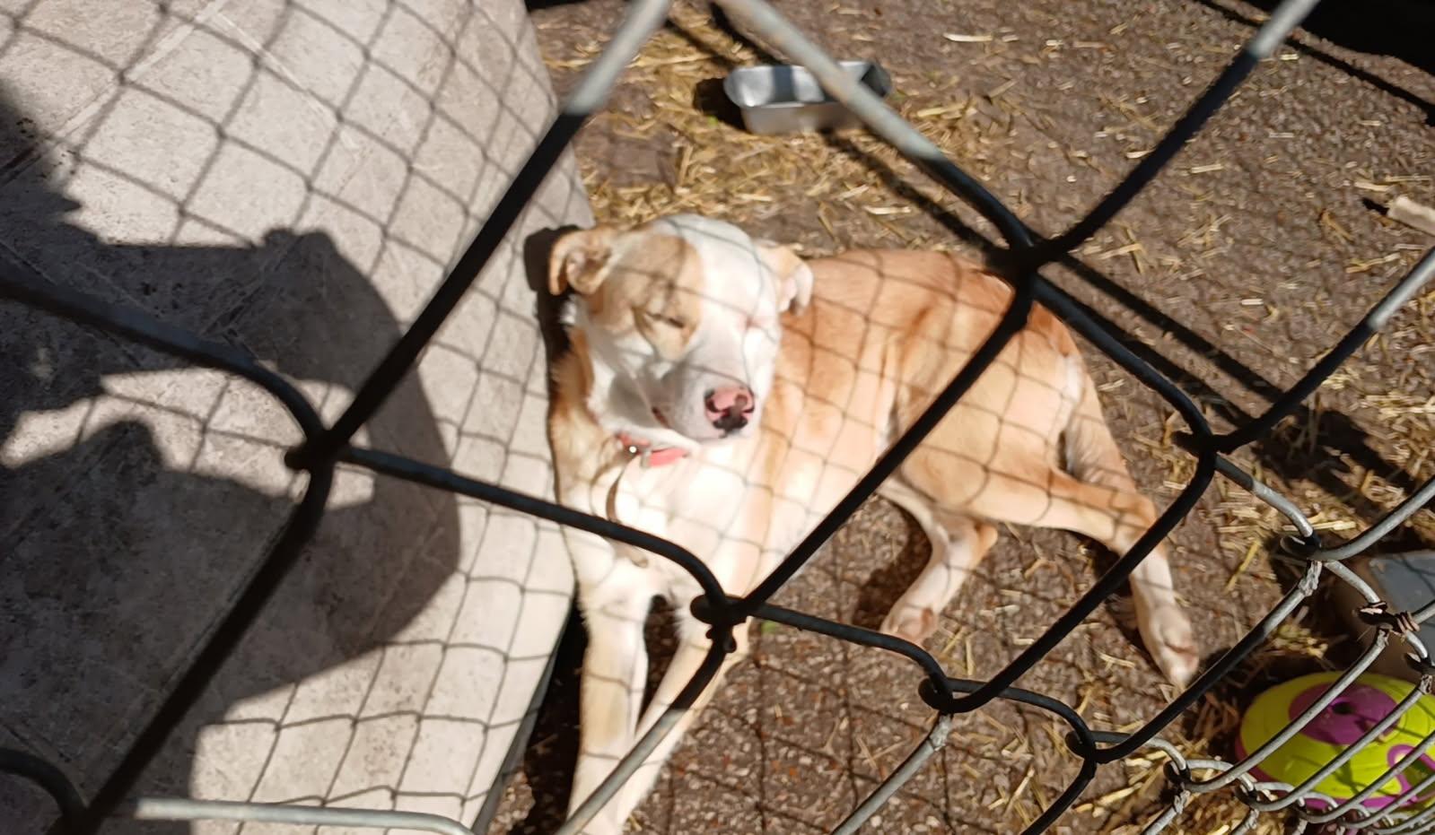 Enlarge Otto, a Adoptable mixed breed in Waynesboro, TN image 3/4