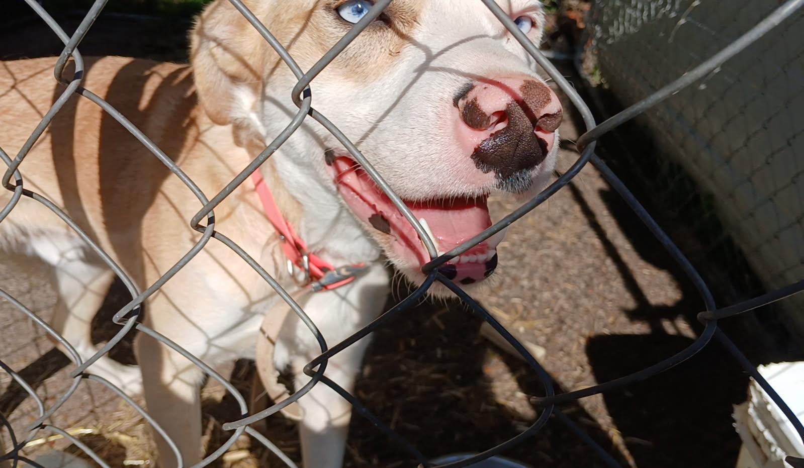 Enlarge Otto, a Adoptable mixed breed in Waynesboro, TN image 4/4