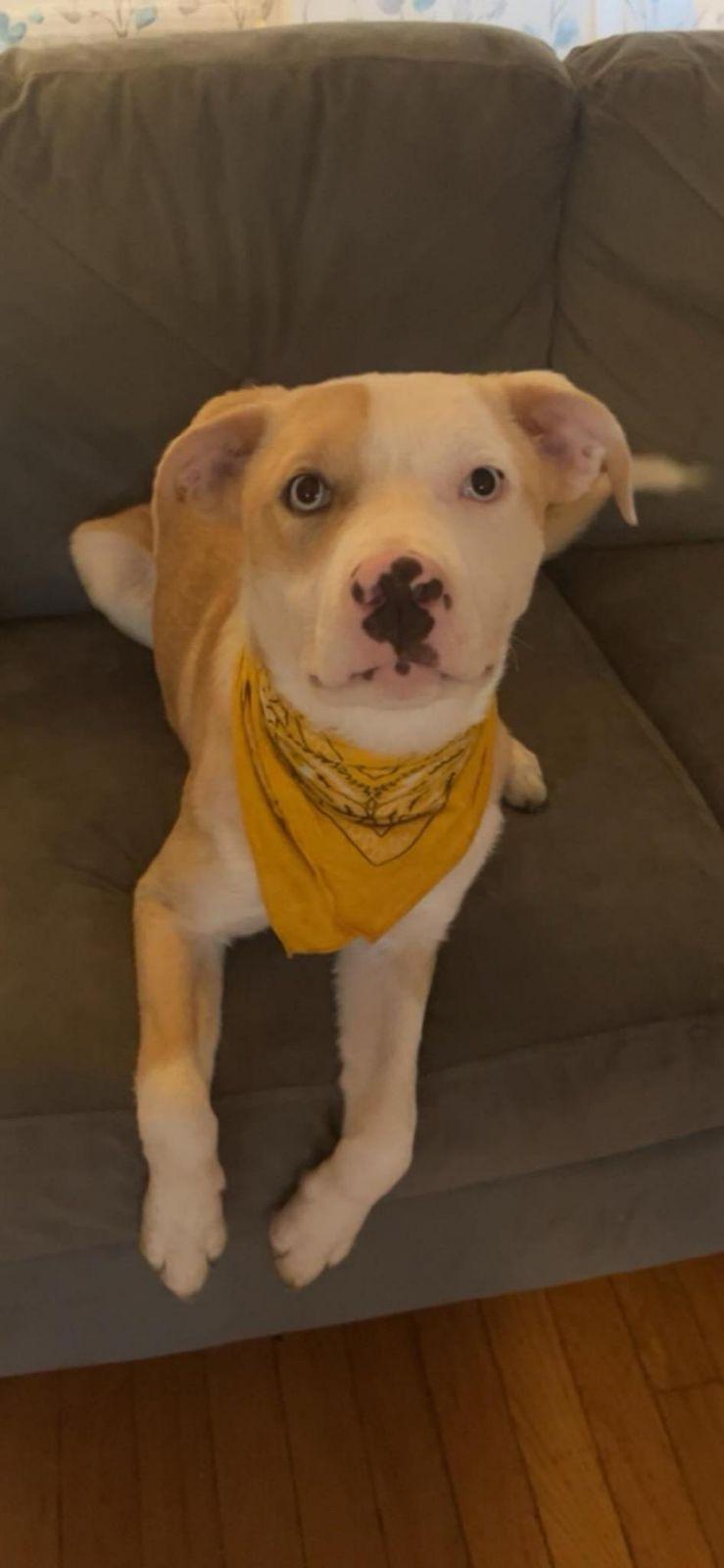 Enlarge Otto, a Adoptable mixed breed in Waynesboro, TN image 1/4