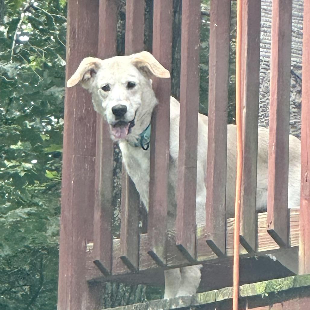 Chekov, Adoptable, Senior Male Mixed Breed.