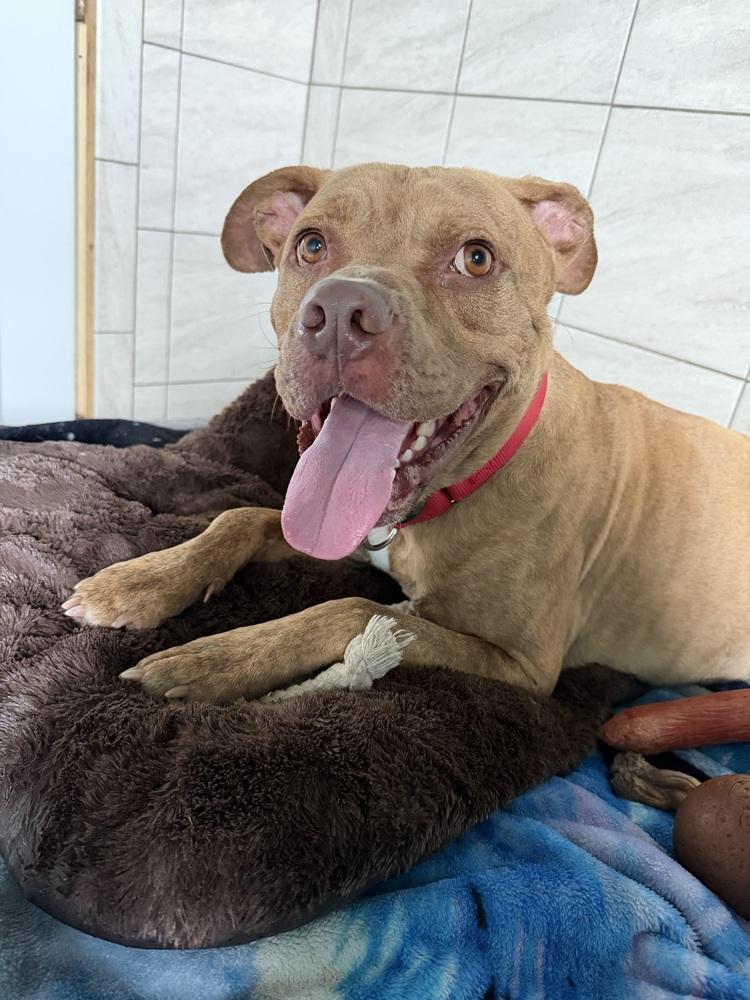 Luca, Adoptable, Adult Male Mixed Breed.