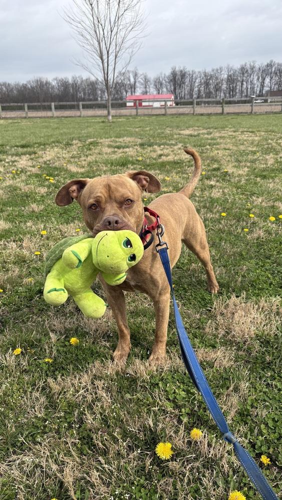 Luca, a Adoptable mixed breed in Xenia, OH image 2/4