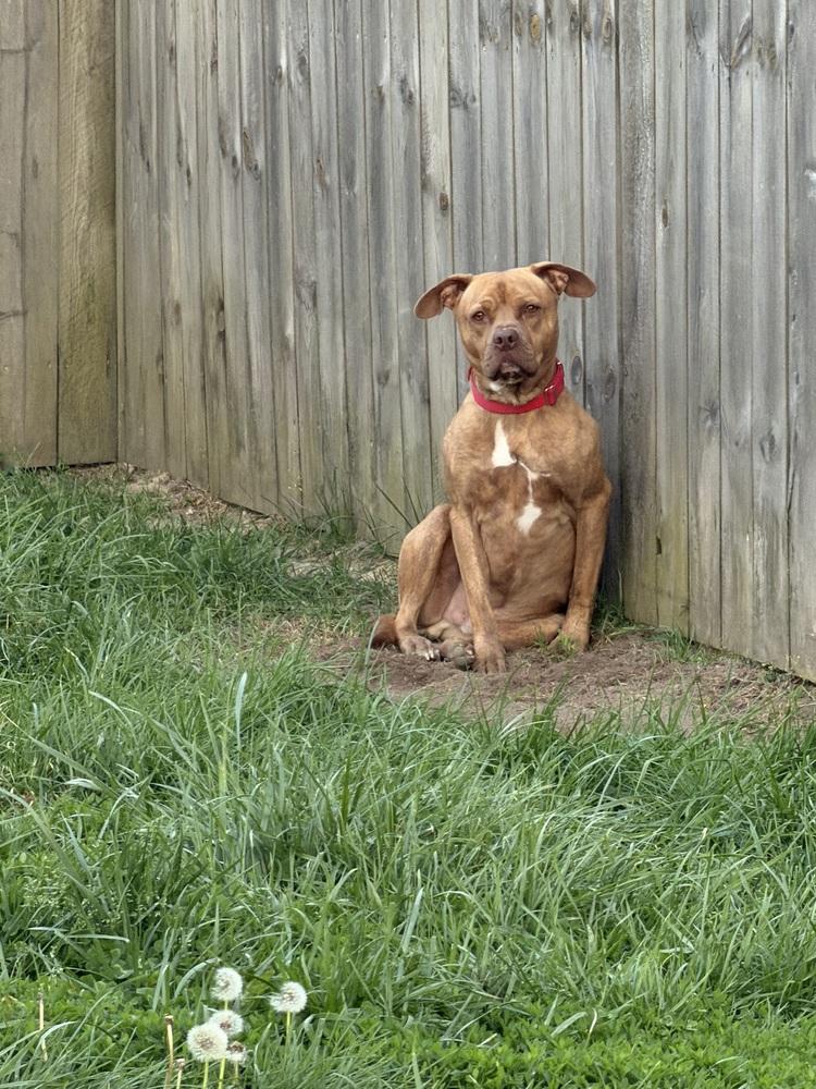 Luca, a Adoptable mixed breed in Xenia, OH image 3/4