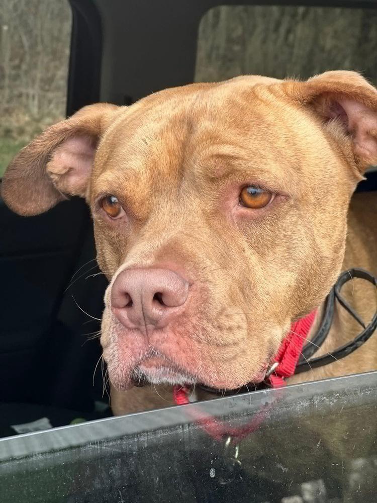 Luca, a Adoptable mixed breed in Xenia, OH image 4/4