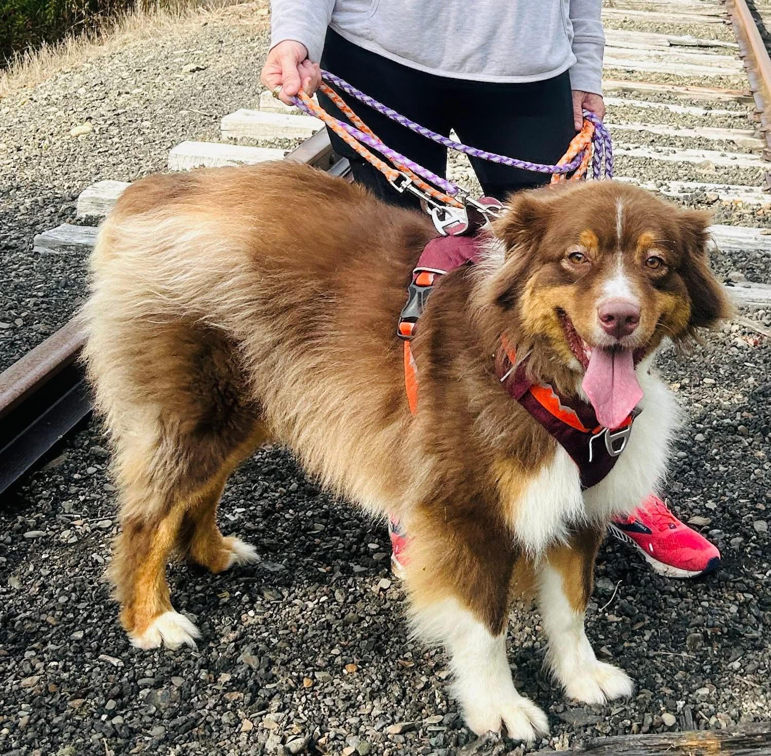 Bandit, Adoptable, Adult Male Australian Shepherd.