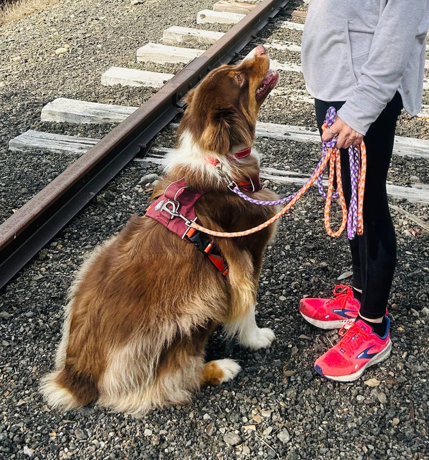 Bandit, a Adoptable Australian Shepherd in Brooks, ME image 2/2